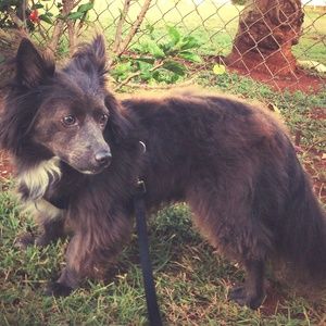 Meet Posher: Grommit the Mini Direwolf